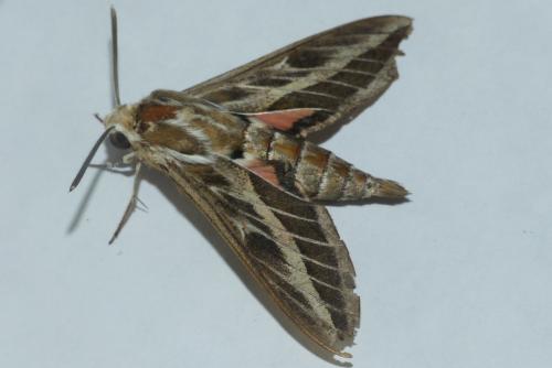 Hyles livornica